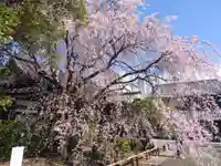 吉祥寺(東京都)