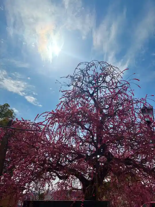 岡崎天満宮(愛知県)
