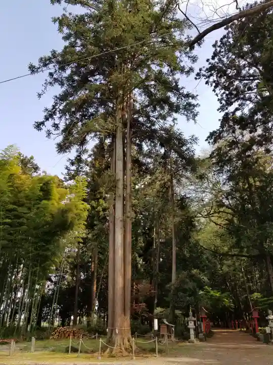 大神神社の自然