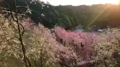 大縣神社の自然