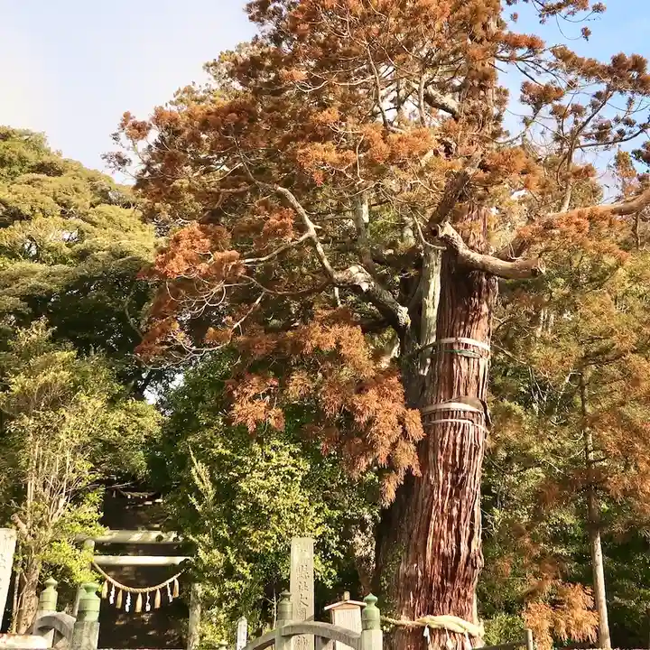 大國魂神社の自然