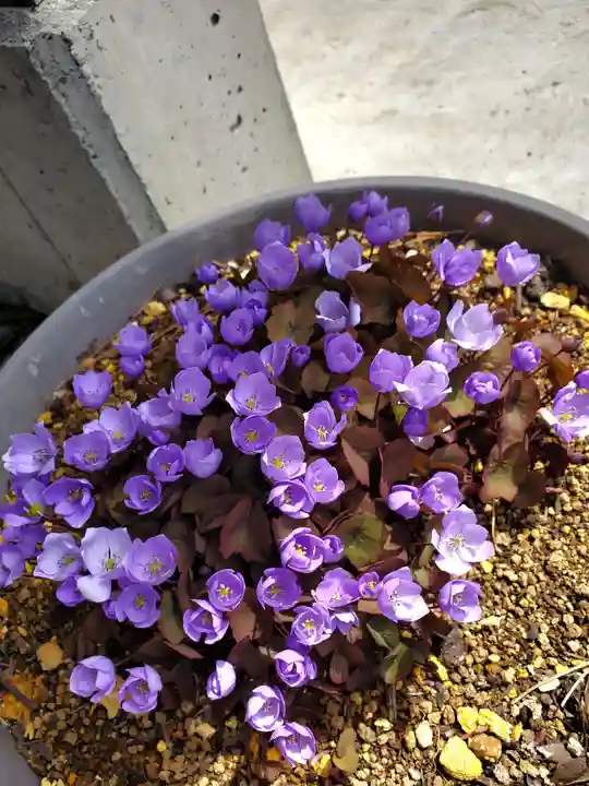 高司神社〜むすびの神の鎮まる社〜(福島県)