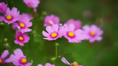 般若寺 ❁﻿コスモス寺❁(奈良県)
