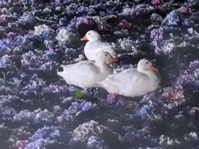 楽法寺(雨引観音)の動物