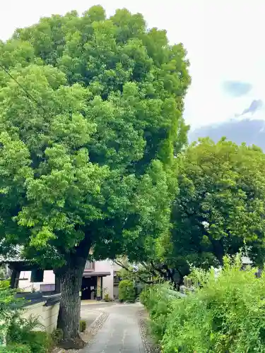 宗林寺(東京都)