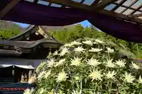 彌彦神社(新潟県)