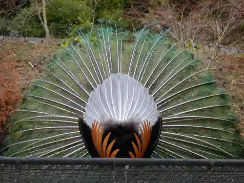 楽法寺（雨引観音）の動物