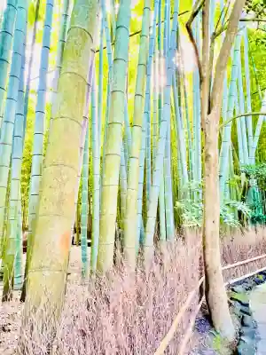 報国寺(神奈川県)