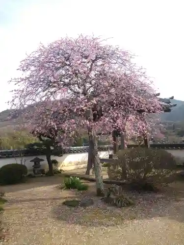 観照寺の庭園