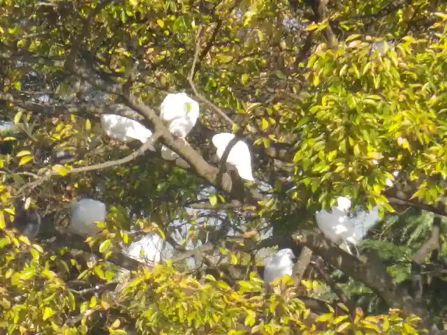 鶴岡八幡宮の自然