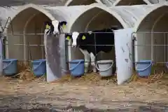 宝光寺の動物