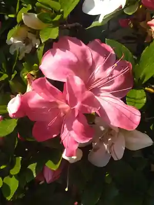 國鉾神社の自然