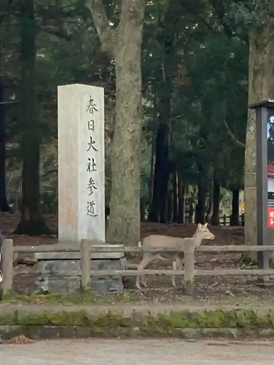 春日大社の動物