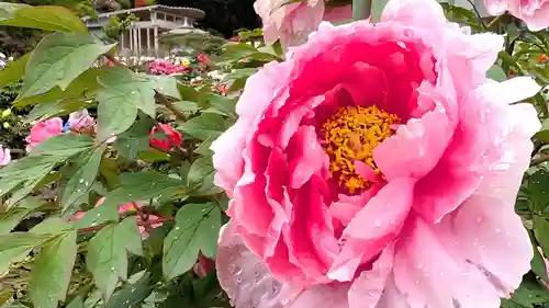 金蛇水神社(宮城県)