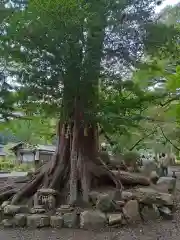 いそ部神社(兵庫県)