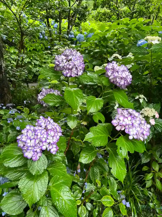 明月院(神奈川県)