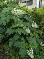 白幡八幡神社(神奈川県)
