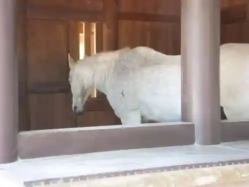 伊勢神宮内宮（皇大神宮）の動物