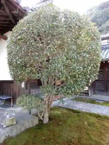 矢田寺南僧坊の自然