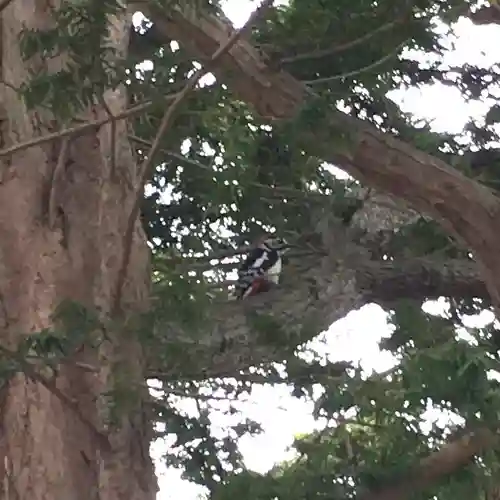 上野幌神社の動物