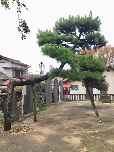 白幡神社の自然