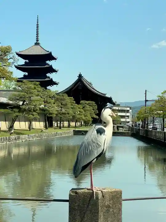 六孫王神社(京都府)