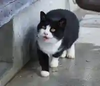 今市報徳二宮神社(栃木県)