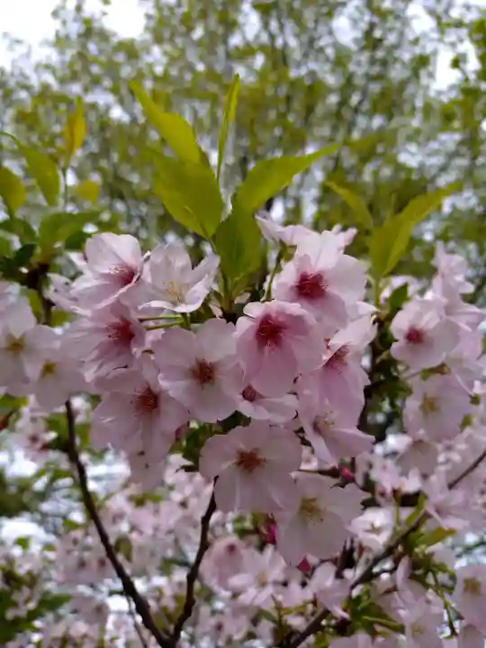 滝野川八幡神社の{uncategorized: "未分類", other: "その他", undefined: "問題あり", building: "その他建物", grave: "お墓", sacred_gate: "鳥居", guardian: "狛犬", statue: "像", buddha: "仏像", history: "歴史", nature: "自然", garden: "庭園", animal: "動物", pagoda: "塔", temizu: "手水舎", mountain_gate: "山門・神門", sanctuary: "本殿・本堂", subordinate: "末社・摂社", art: "芸術", scenery: "景色", jizo: "地蔵", ema: "絵馬", goshuin: "御朱印", omikuji: "おみくじ", items: "授与品その他", amulet: "お守り", goshuincho: "御朱印帳", eats: "食事", festival: "お祭り", votive_dance: "神楽", shichigosan: "七五三参", wedding: "結婚式", experience: "体験その他", initially: "初詣", around: "周辺", anti_infection: "感染症対策"}