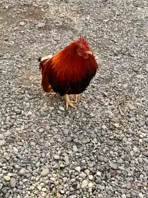 よさこい稲荷神社の{uncategorized: "未分類", other: "その他", undefined: "問題あり", building: "その他建物", grave: "お墓", sacred_gate: "鳥居", guardian: "狛犬", statue: "像", buddha: "仏像", history: "歴史", nature: "自然", garden: "庭園", animal: "動物", pagoda: "塔", temizu: "手水舎", mountain_gate: "山門・神門", sanctuary: "本殿・本堂", subordinate: "末社・摂社", art: "芸術", scenery: "景色", jizo: "地蔵", ema: "絵馬", goshuin: "御朱印", omikuji: "おみくじ", items: "授与品その他", amulet: "お守り", goshuincho: "御朱印帳", eats: "食事", festival: "お祭り", votive_dance: "神楽", shichigosan: "七五三参", wedding: "結婚式", experience: "体験その他", initially: "初詣", around: "周辺", anti_infection: "感染症対策"}