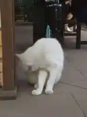 愛宕神社の動物