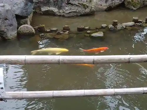 大鷲神社の動物