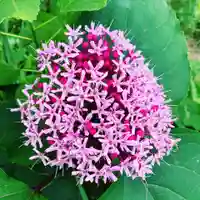 豊景神社の自然