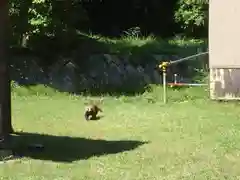 宮崎神社の動物