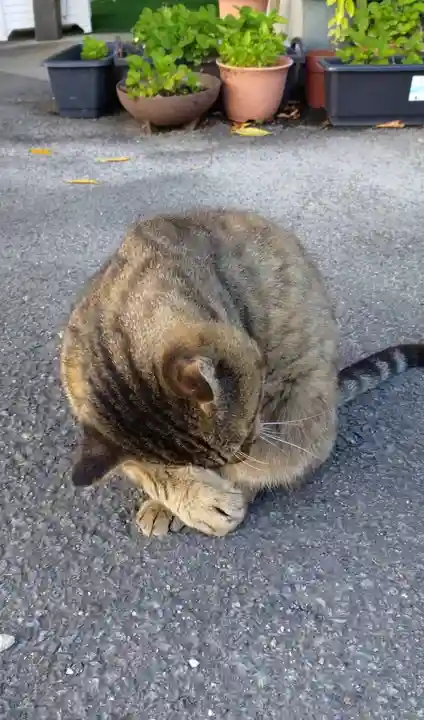 鹿角八坂神社の動物