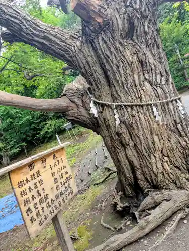相馬神社の自然