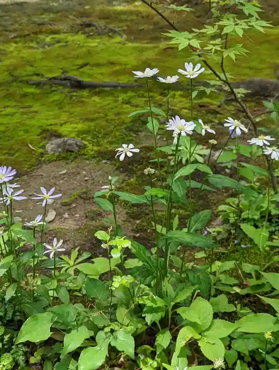 蓮華寺(洛北蓮華寺)(京都府)
