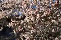 鹿島大神宮の庭園