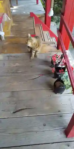 鹿角八坂神社の動物