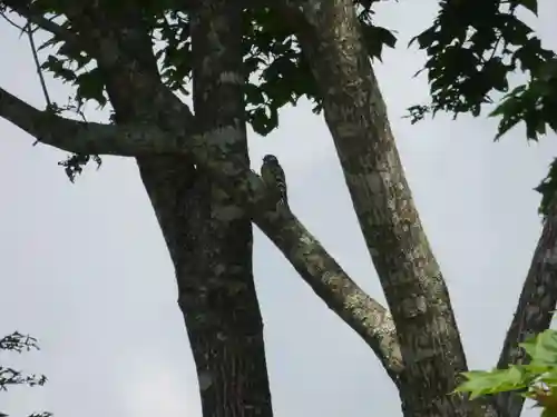 留辺蘂神社の動物
