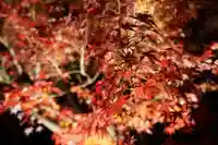 蓮光寺(山口県)