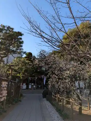 鳩森八幡神社の自然