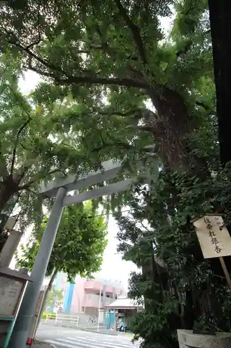 波除神社（波除稲荷神社）の鳥居