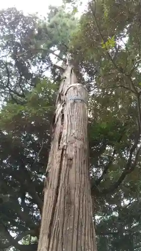 間々田八幡宮の自然