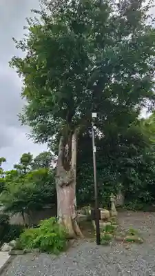 佐太神社(島根県)