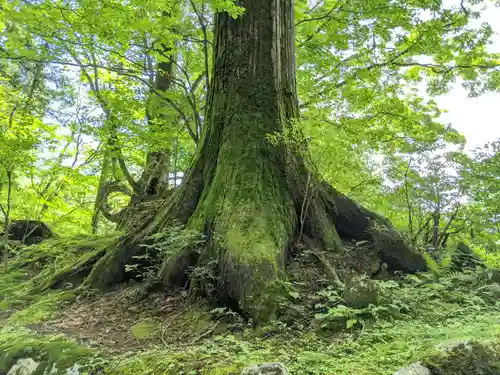 日光東照宮の自然
