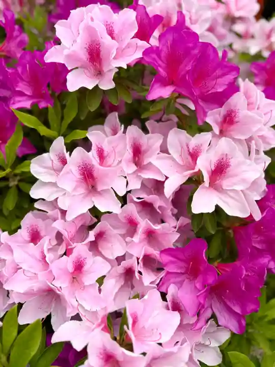 崇道天皇社(奈良県)