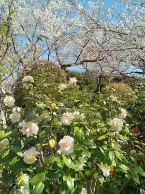元慶寺(京都府)