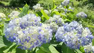 金蛇水神社の自然(2023年06月06日(火) 08時17分59秒投稿)