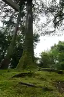 小野神社の自然