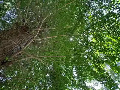 日吉神社(千葉県)
